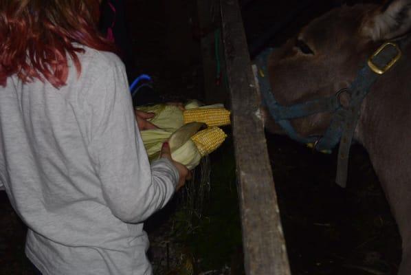 They provided corn for the kids to feed the donkey.