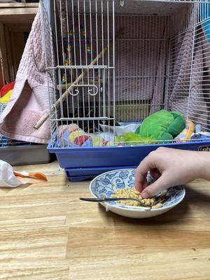 Saving a rescued injured clan of birds