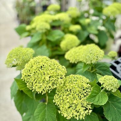 Annabelle Hydrangeas