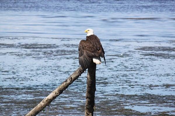 Eagle came to visit ...right outside our door.