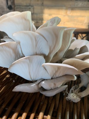 Oyster mushroom