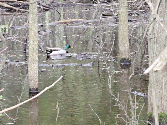 Male mallard