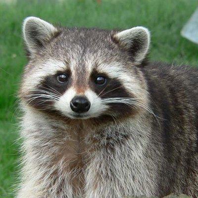 Raccoon Removal and Control Service