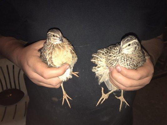 Coturnix Quail