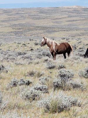 Kenya one of the redpoint viewing area stallions