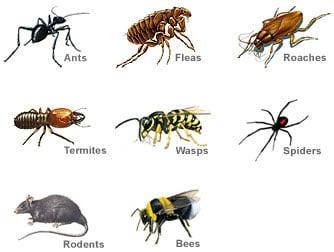 pest control west covina