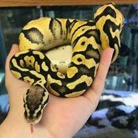 Our ball pythons and other snakes are ordered from local, and responsible breeders.