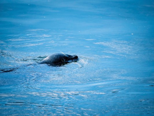 Yes seals are in the river