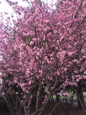 Blooming trees just outside Kennedy Taproom Pub & Grill, early March 2020.