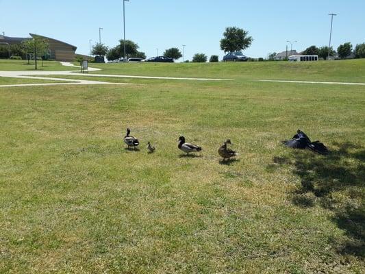 Baby ducks in spring