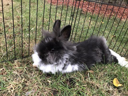 Lansing Lionhead Rabbits