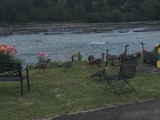 Just some geese hanging out by the river. Gorgeous view of the river from the trailer park.