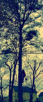 Our tree professional, Fernando Morales, carefully ascending a dying pine tree to begin our tree removal services.