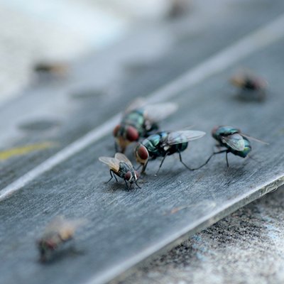 Blow flies, also known as bottle flies or carrion flies, resting on wood