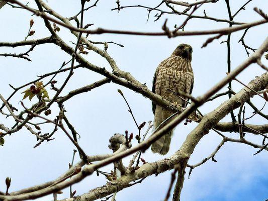 Cooper's hawk