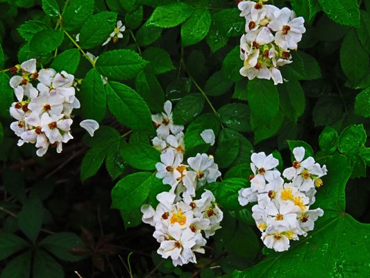 Local flora and fauna beautify the banks of the Greater Wicomico River.