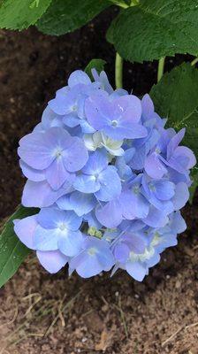 Hydrangeas