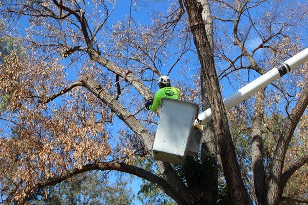 Man lift when needed for dead tree removal