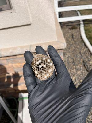 Wasp nest removal