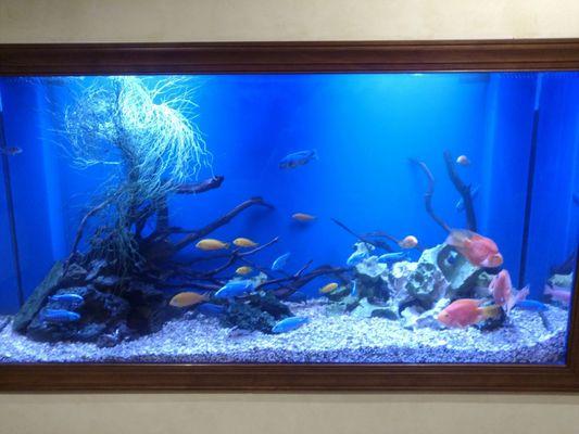 Best fishtank you could ask for