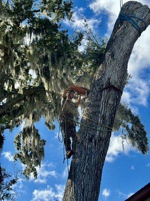 Zach cutting a large oak