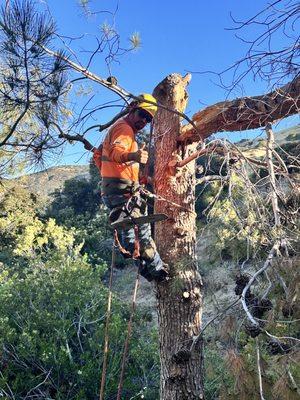 Premium Tree Care & Landscape Maintenance