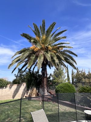 Before the trimming and the skinning of the canary palm tree