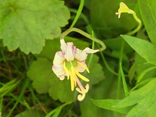 Fawn lily