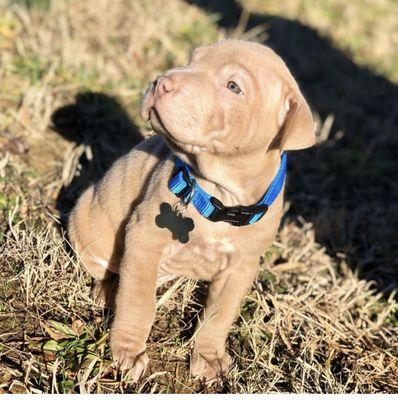 Baxter in his new home!