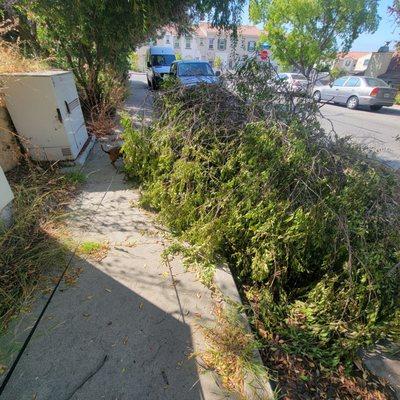 Tree blocking sidewalk and street. Public Works cleaned it up! Thanks!