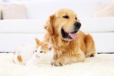 Pet Stain/Urine Removal