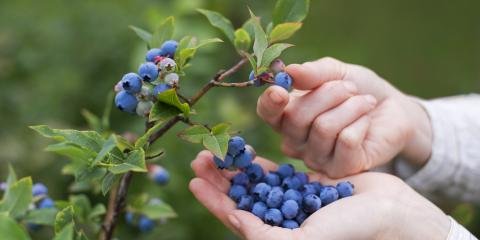 Finch Blueberry Nursery