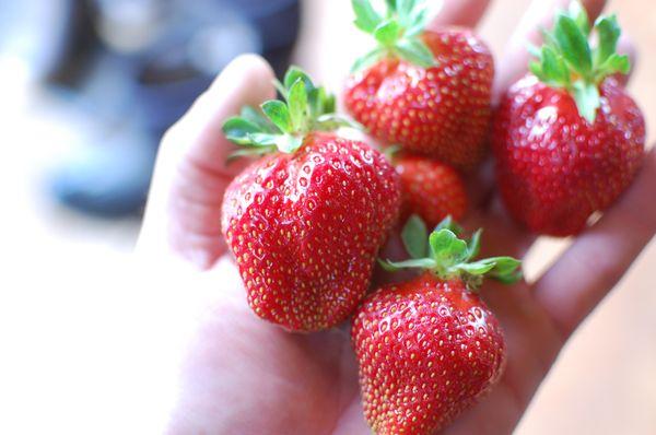 With thousands of strawberry plants under low tunnels we often have strawberries into October.