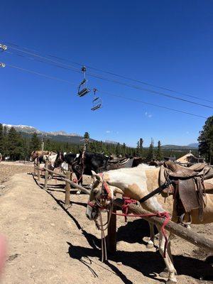 Horses corralled right where the slopes would be in the winter.