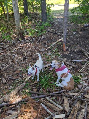 There's a small path leading to a wooded area with downed trees that are great for sitting on to meditate or read.