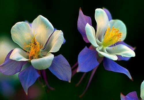 Columbine... our State Flower, & a sad memory for those of us who lived close.