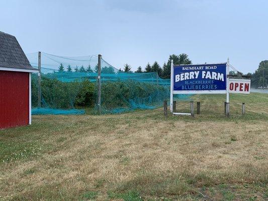 Berry farm