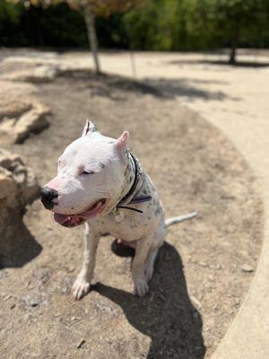 Dogo Argentino ....