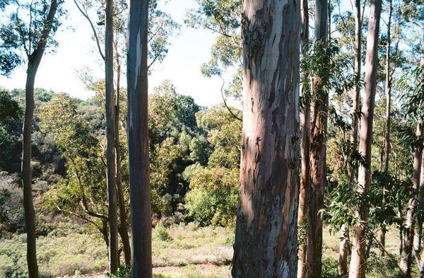 These eukalyptus trees are located ten feet to the west of Seaview Trail. - - Tom Brody