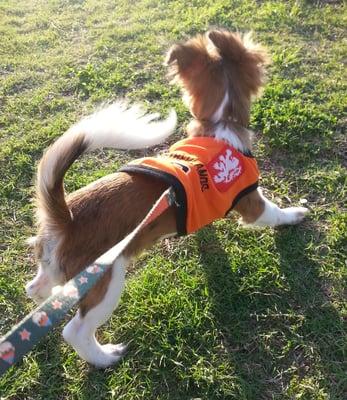 One of the cute tees we got!  He is strutting his stuff!