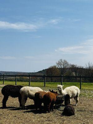 Alpacas