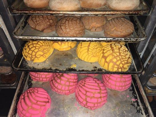 Conchas: Brown, Yellow, White and Pink