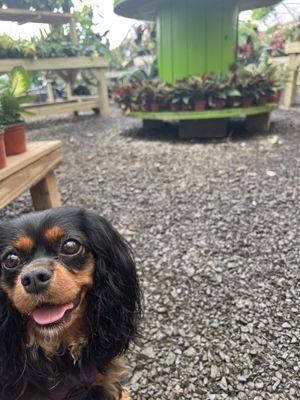 My dog enjoying herself at the greenhouse