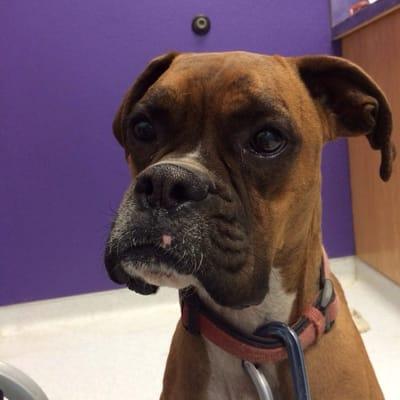 This boxer enjoys going to the vet bc she showboats for dog treats