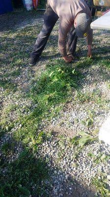 One worker from our center pulling weeds.