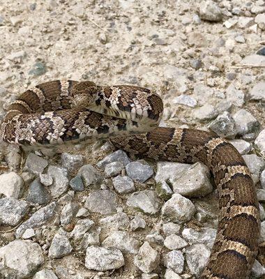 Great shot of a Milk Snake.