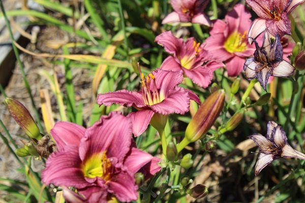 Longleaf Botanical Gardens