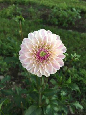 Frey's Dahlias