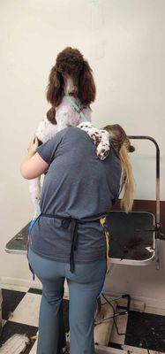 K 9/10 Grooming & Training