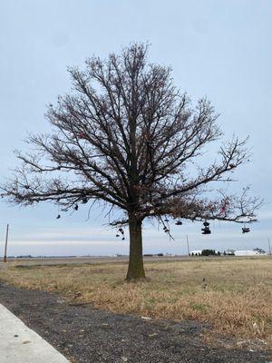 Shoe Tree